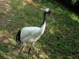 A View of Shenzhen Safari Wildlife Park